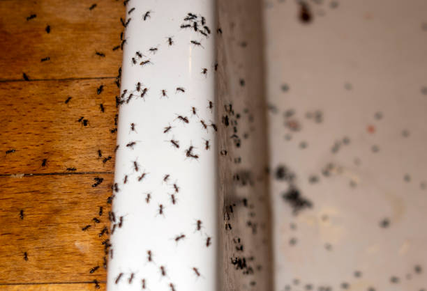 Best Affordable Pest Control Services  in Fairfax, MN
