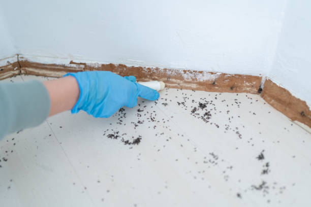 Best Rat Extermination Near Me  in Fairfax, MN