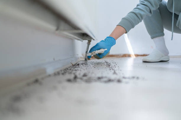Best Residential Pest Control  in Fairfax, MN